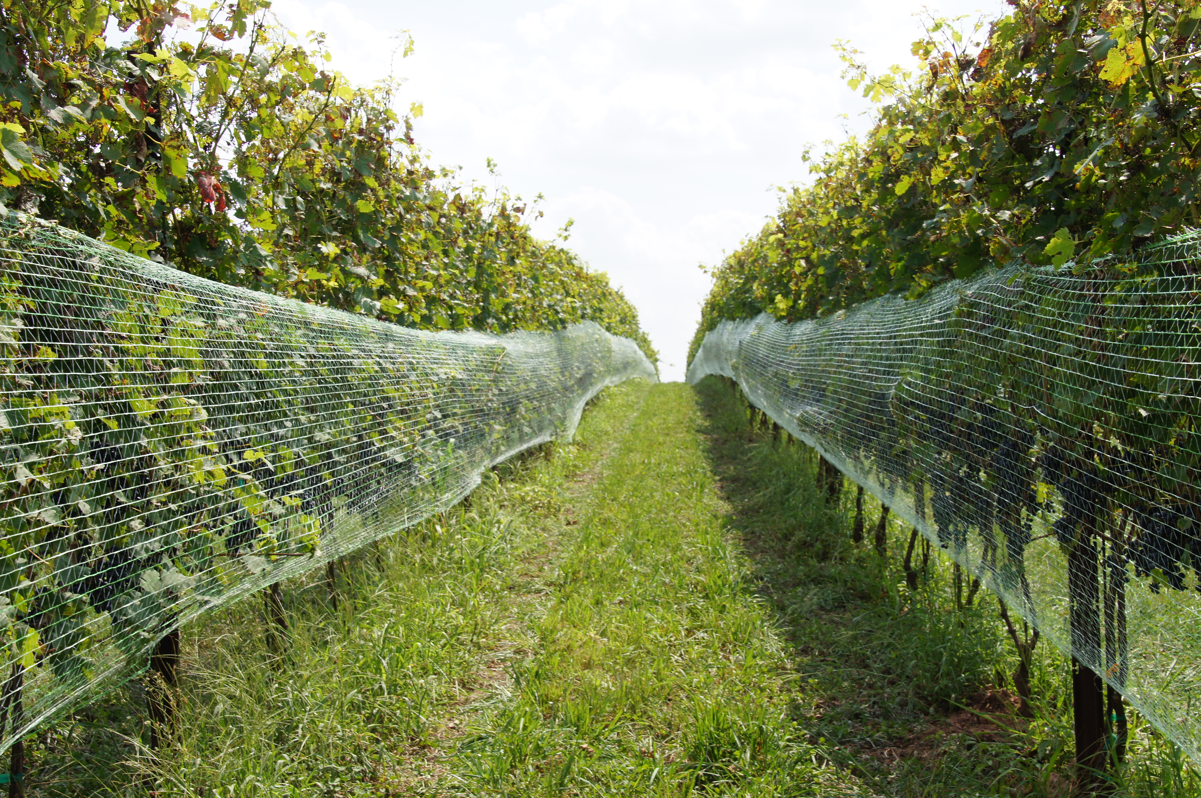 Sugarland Wines & Vines