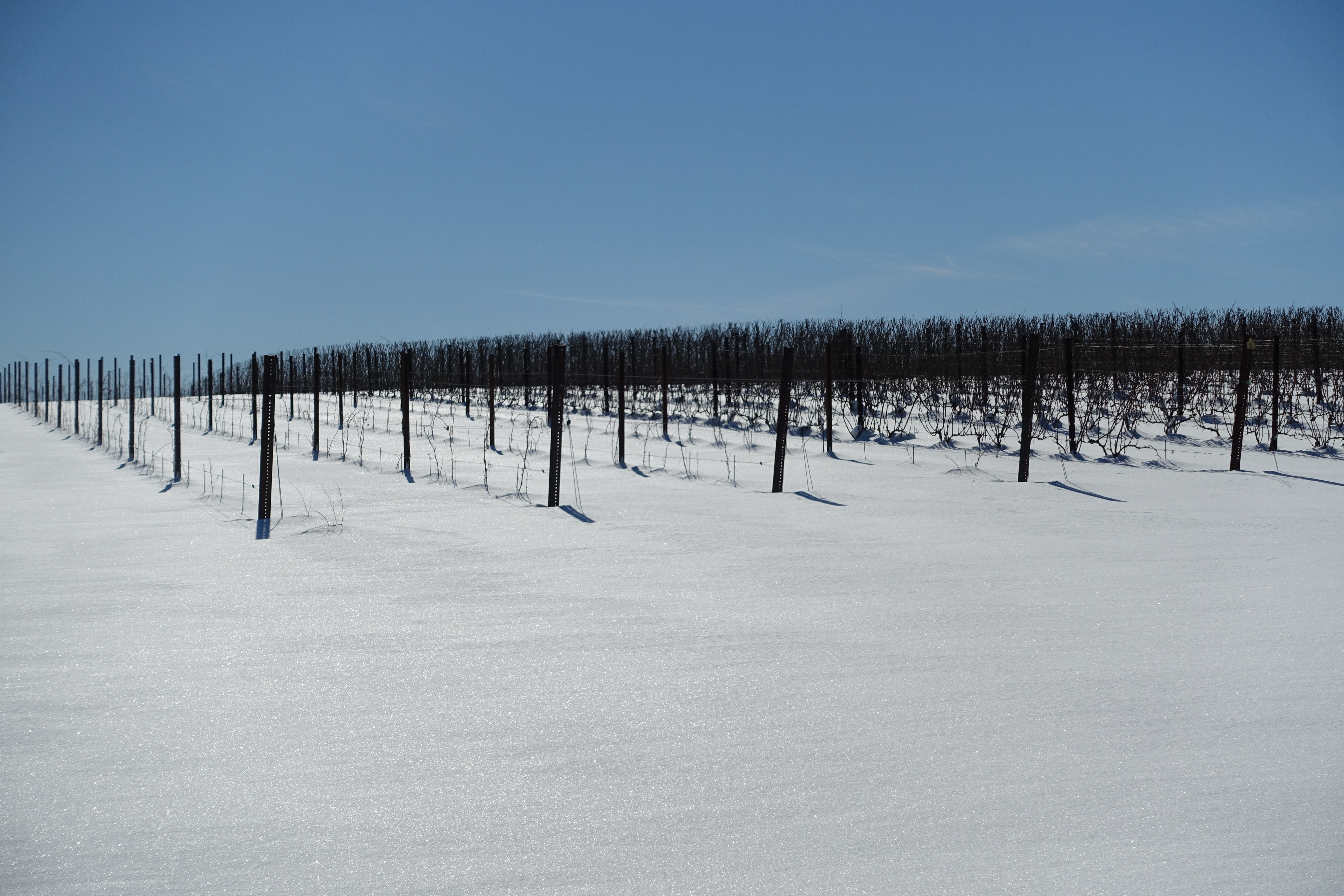 Sugarland Wines & Vines