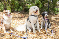 Cuidado de tus Perros en Primavear