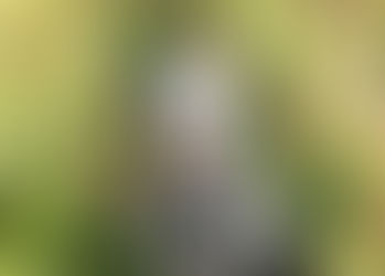 a Dalmatian on spring