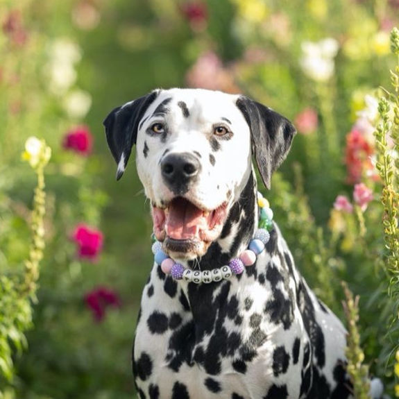 a Dalmatian on spring