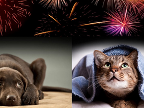 Fireworks, BBQs & Pet Anxiety: How to Keep Your Pet Safe This 4th of July