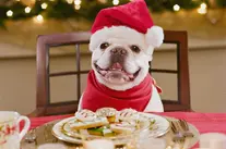 Healthy Christmas menu for your dog