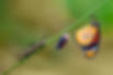 Differing stages of life from caterpillar to cocoon to butterfly.jpg
