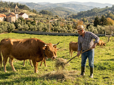 Vaga para não residente em Portugal: trabalho em agricultura e produção animal em Várzea de Abrunhais