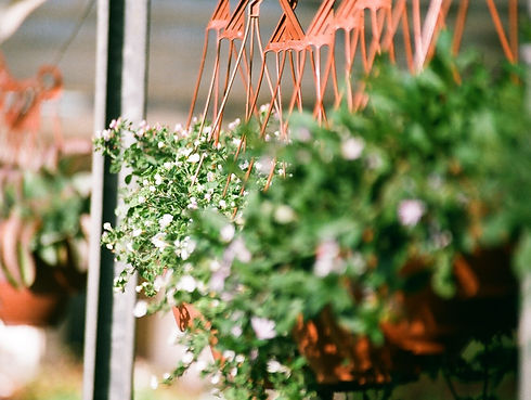 Hanging%20Plants%20_edited.jpg
