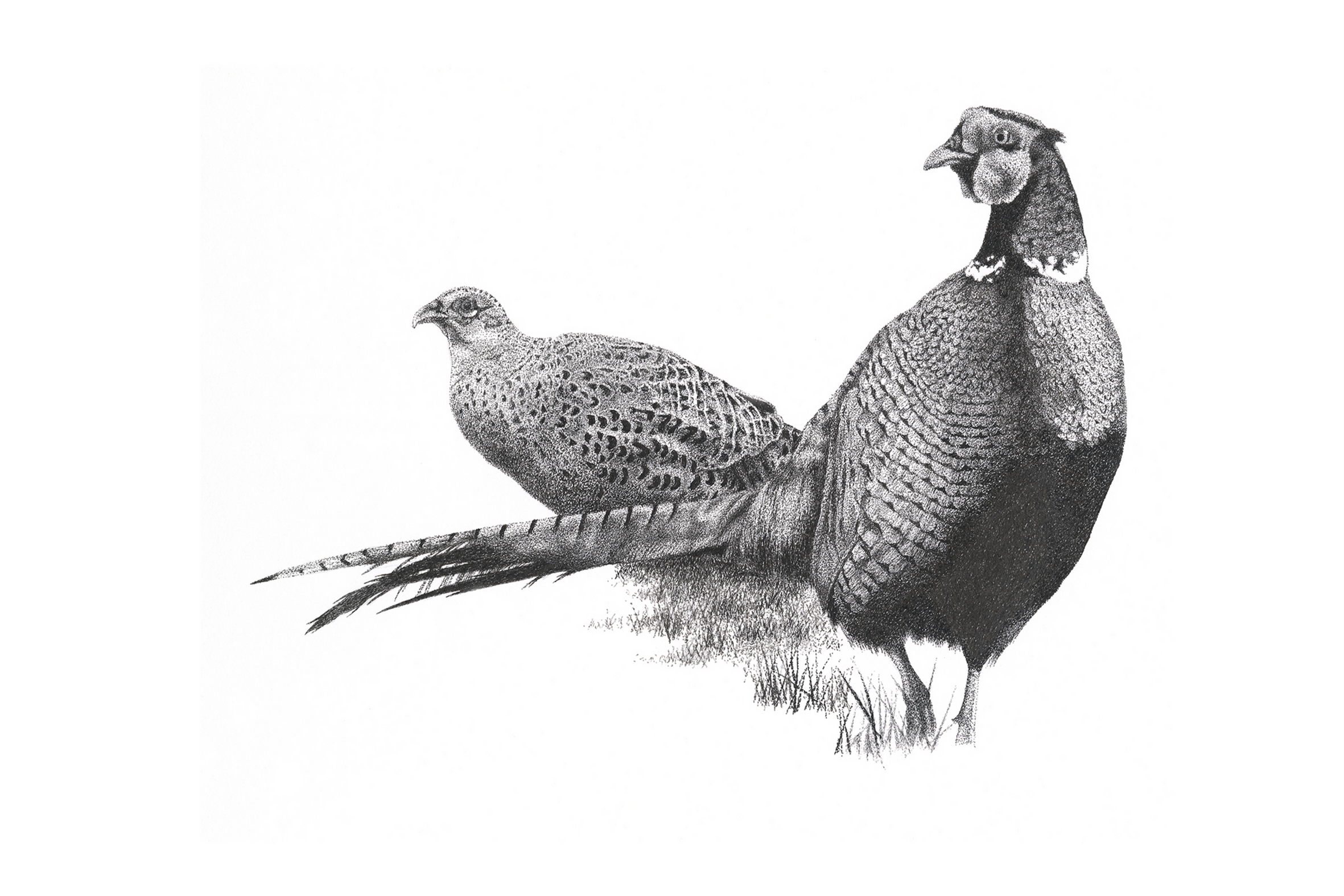 Cock & Hen Pheasant