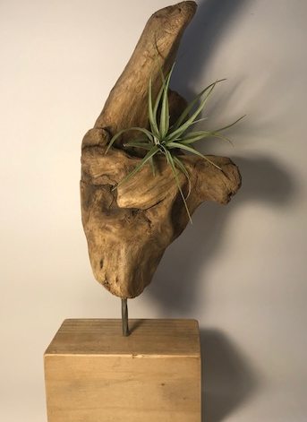 driftwood sculpture, air plant, succulent, 