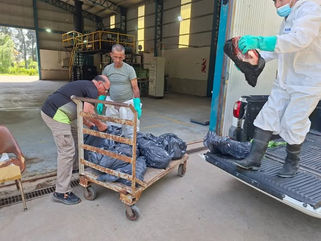 ZOONOSIS MUNICIPAL CONFIRMÓ UN CASO POSITIVO DE TRIQUINOSIS EN UN CERDO Y SE TOMARON TODAS LAS MEDIDAS SANITARIAS CORRESPONDIENTES