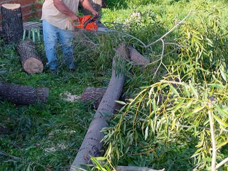 PEHUAJÓ: TRABAJOS DE PODA Y MANTENIMIENTO EN EL JARDÍN MUNICIPAL "PINOCHO"