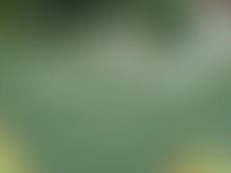 PELLEGRINI: NUEVA JORNADA DE "UN NIÑO, UN ÁRBOL"