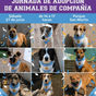 PEHUAJÓ: JORNADA DE ADOPCIÓN DE PERROS EN EL PARQUE SAN MARTÍN