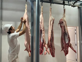DAIREAUX: PRIMERA FAENA COMERCIAL EN EL FRIGORÍFICO DE CERDOS "DOS CIUDADES"