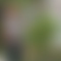 SE REALIZÓ EN PELLEGRINI UN NUEVO TALLER DE JARDINERÍA INTEGRAL