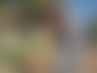 PELLEGRINI: SE REALIZÓ UNA NUEVA JORNADA DE CASTRACIONES, DESPARACITACIONES Y VACUNACIÓN DE MASCOTAS