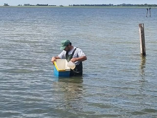 NUEVOS AVANCES EN LA PRODUCCIÓN Y SIEMBRA DE ALEVINOS EN GUAMINÍ