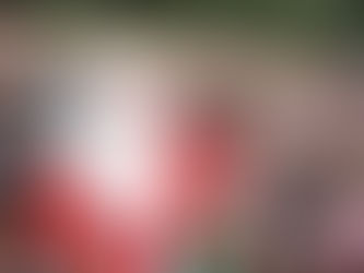 DAIREAUX: NAVIDAD EN EL PARQUE