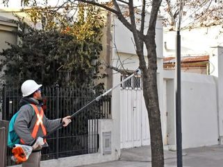 COMENZARON LOS TRABAJOS DE PODA BAJA EN CALLES CÉNTRICAS DE LA CIUDAD