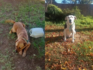 EL CENTRO DE ZOONOSIS MUNICIPAL DE TRENQUE LAUQUEN BUSCA FAMILIAS PARA DOS PERRITOS EN ADOPCIÓN