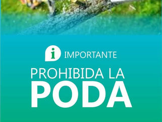 PEHUAJÓ: SE RECUERDA A LOS VECINOS QUE SE ENCUENTRA PROHIBIDA LA PODA PARTICULAR