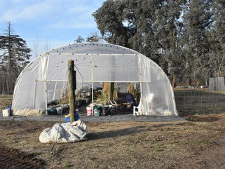 CAMPAÑA DE ARBOLADO 2025 EN TRENQUE LAUQUEN: CIERRA LA INSCRIPCIÓN Y EL MUNICIPIO INICIA LA COLOCACIÓN DE LAS ESPECIES DE VEREDA