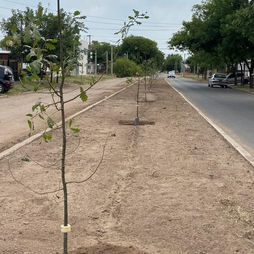 ESPACIOS VERDES REALIZÓ TRABAJOS DE MANTENIMIENTO Y PLANTACIÓN EN LAS RAMBLAS DE LA CALLE SCALESE