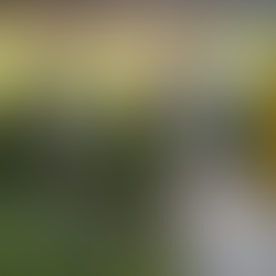 SALLIQUELÓ: EL VIVERO MUNICIPAL ENTREGÓ EJEMPLARES A INSTITUCIONES EDUCATIVAS