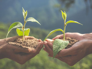 BUENAS NOTICIAS PARA GUAMINÍ Y LA LUCHA CONTRA EL CAMBIO CLIMÁTICO