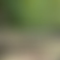 PEHUAJÓ: AVANZAN LAS OBRAS EN EL PARQUE AMBIENTAL "MANUELITA" PARA INTEGRAR RECREACIÓN Y NATURALEZA