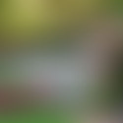 Najlepsze rozwiązania na ogrodzenia: Przewodnik dla każdego ogrodu