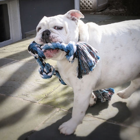 english bulldog playing with rope toy