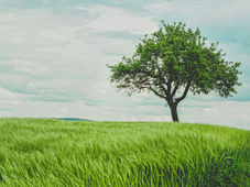 Tree on green wheat field