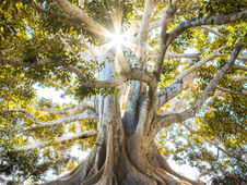 New Moon Trance Channeling 20 December 2025