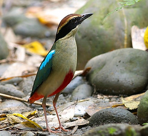 Fairy_Pitta_3952,_crop.jpg