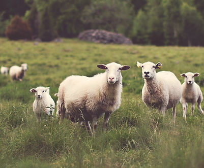 Sheep in Meadow