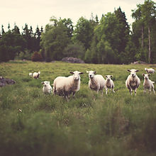 Sheep in Meadow