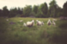 Sheep in Meadow