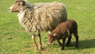 No Dreams Just Plans!