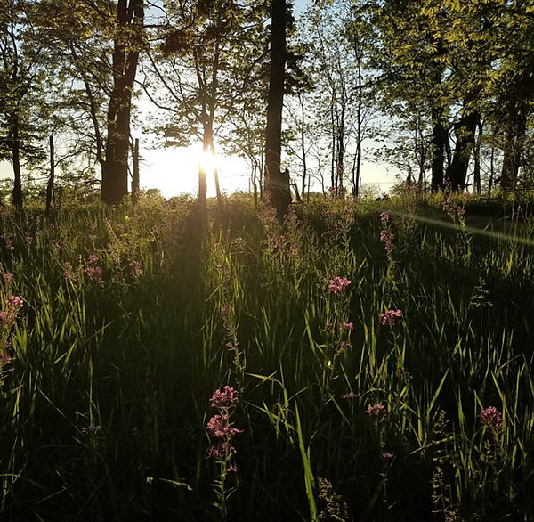 Wildflower field at dusk
