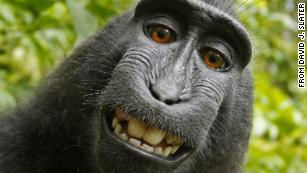 Monkey's Selfie Creates Copyright Dispute