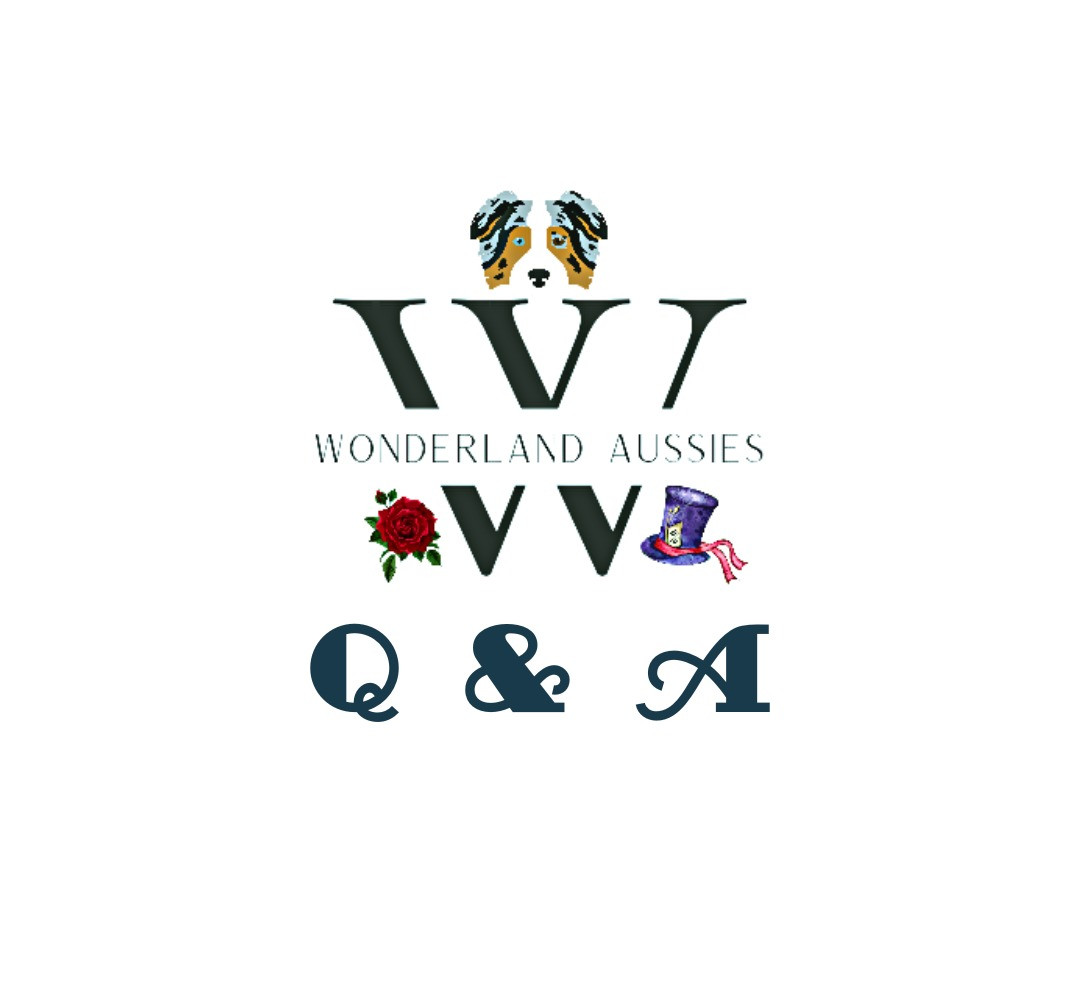 q-a-wonderland-aussies