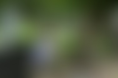 Ragina skaitmeninti vietos kapines