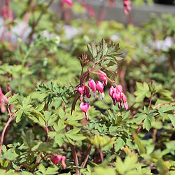 Lamprocapnos  spectabilis
