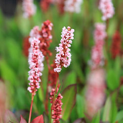 Bistorta (Polygonum, Persicaria)  affinis ’Darjeeling Red’