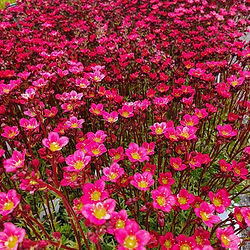 Saxifraga  arendsii ‘Peter Pan’