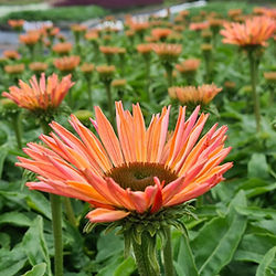 Echinacea  ‘Sunseekers Salmon’