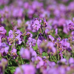 Geranium  cantabrigiense ’Karmina’