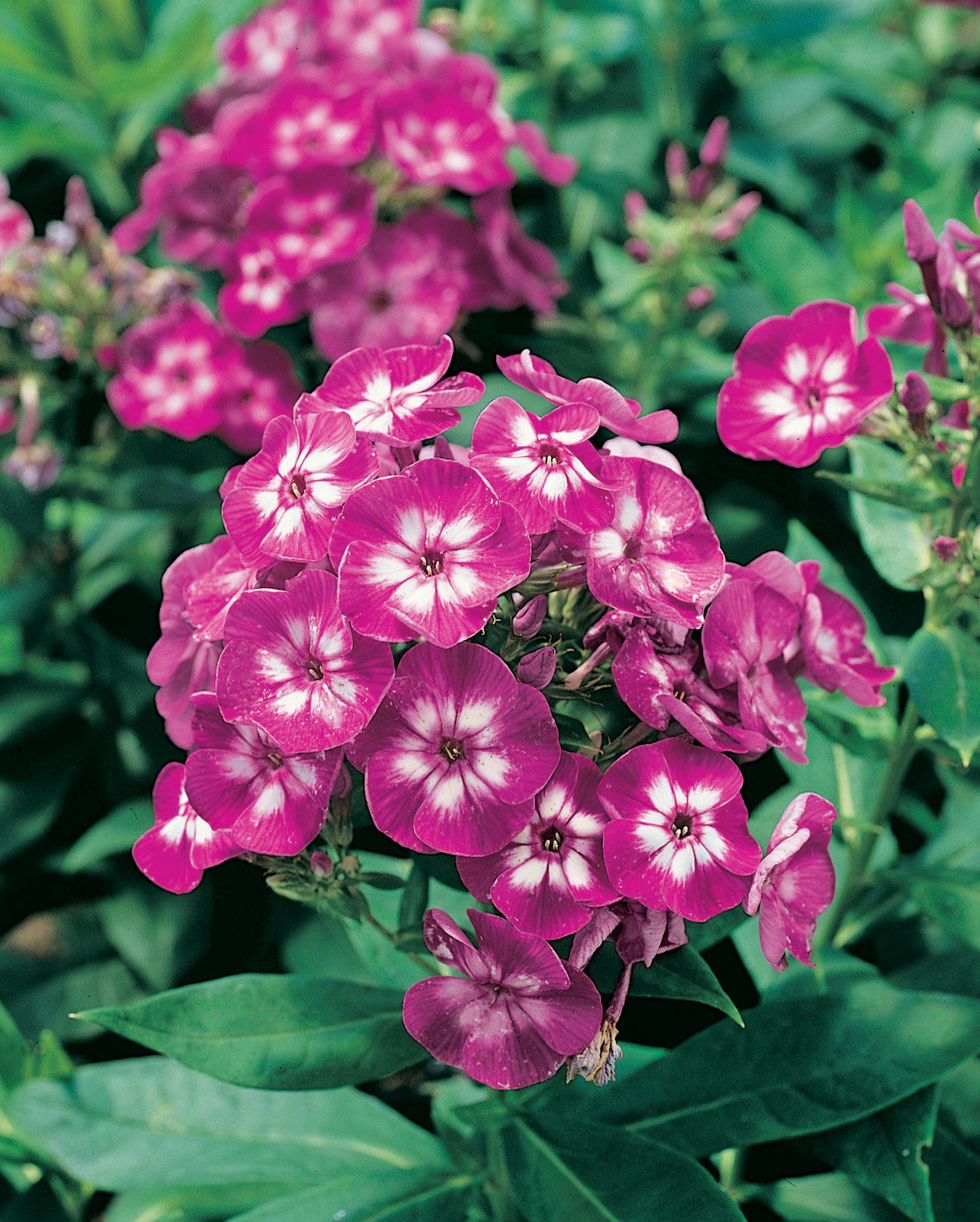 Bloomique Set 3 Phlox Paniculata Laura – Piante Perenni Resistenti Con Fiori Viola E Profumati – Vaso 9x9 Cm – Altezza 20-30 Cm
