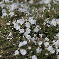 Phlox  douglasii ’White Admiral’