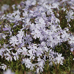 Phlox  subulata ’Emerald Cushion Blue’